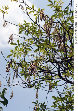 After the flowers of Kokanenausen After the flowers of Kokanenausen 11165377