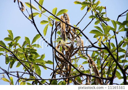 After the flowers of Kokanenausen After the flowers of Kokanenausen 11165381