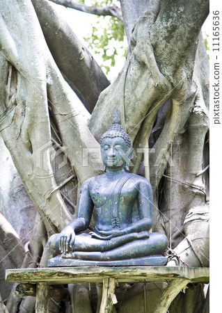 Buddha statue under the big green tree, Thailand 11165636