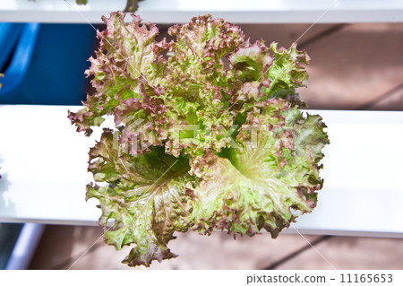 Fresh hydroponic vegetable in garden. 11165653
