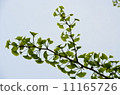 Ginkgo biloba 11165726