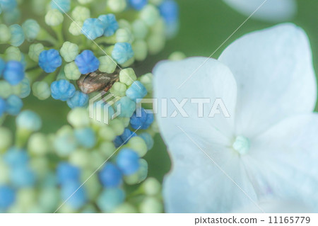 繡球 11165779