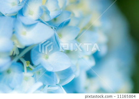 繡球 11165804