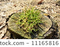 Turf on stumps 11165816