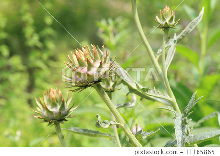 照片 洋蓟 傻瓜 日本贴梗海棠 首页 照片 植物/花 花 香草 洋蓟 傻瓜