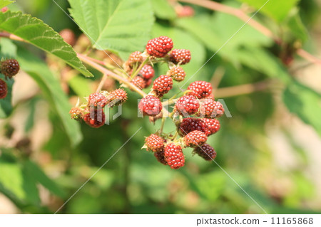 黑莓果實 11165868