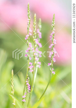 Screw flowers 11165929