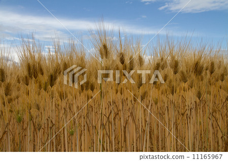 Wheat field before harvest 11165967