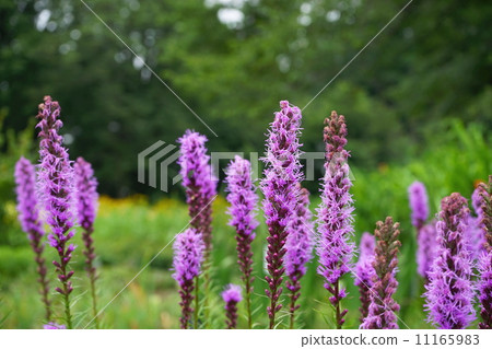 July Realism / Asteraceae 20 July Realism / Asteraceae 20 11165983