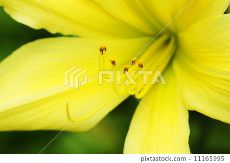 七月花Hemelocalis·Lily圖片10 11165995