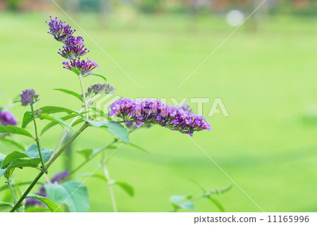 七月花Buttrea·Fujikutsugi家庭09 七月花Buttrea·Fujikutsugi家庭09 11165996