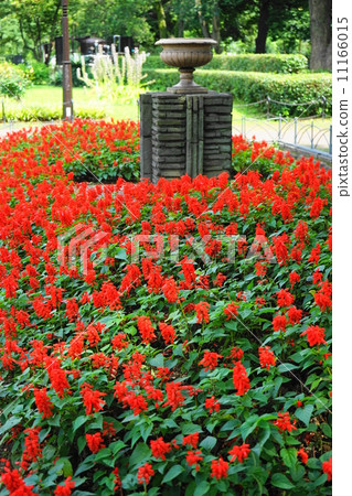 七月花Salvia / Labiatae 48 11166015