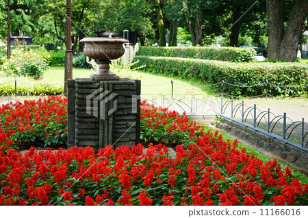 七月花Salvia / Labiatae 47 11166016