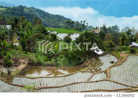 Terrace rice fields near Lake Maninjau (Danau Maninjau) 11166092