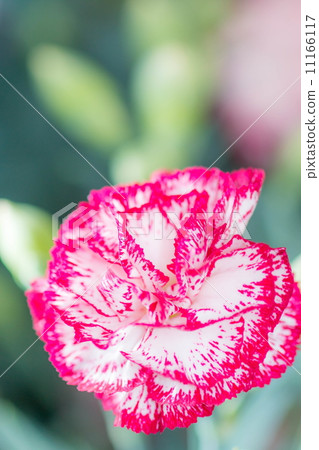 Carnation Carnation 11166117