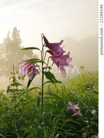 早上的錯誤,百合魚 早上的錯誤,百合魚 11166148