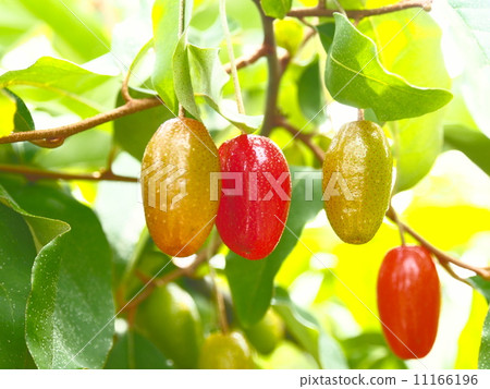 粘性水果 11166196