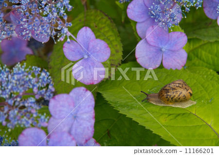 繡球花和蝸牛 11166201