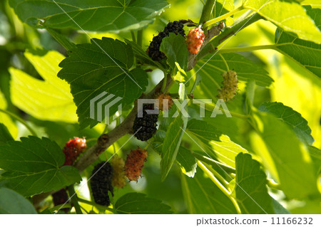 Mulberry  11166232