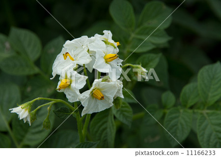 Potato flowers 11166233