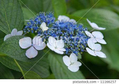 Hydrangea from Yada Temple Hydrangea from Yada Temple 11166257
