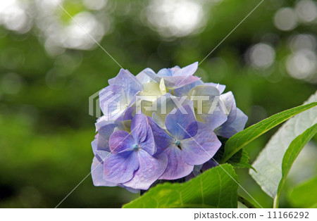 來自亞達寺的繡球花 來自亞達寺的繡球花 11166292