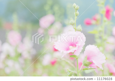 蜀葵 11176028