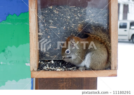 Squirrel feeding seeds in a bird feeder, Orangeville, Dufferin C 11180291