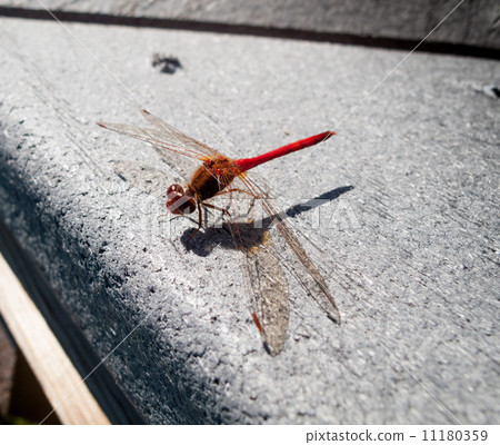 Close-up of a Red-veined darter (Sympetrum fonscolombii) 11180359