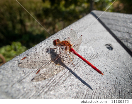 Close-up of a Red-veined darter (Sympetrum fonscolombii) 11180373