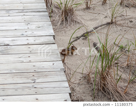 Squirrel near a boardwalk Squirrel near a boardwalk 11180375