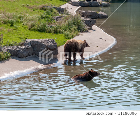 Bears in a lake 11180390