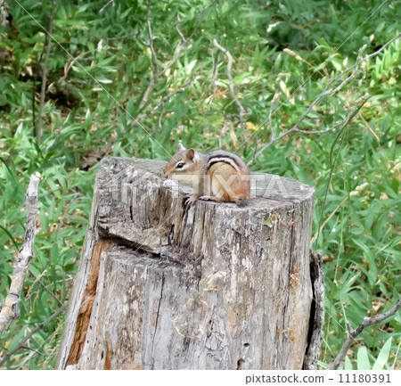 Squirrel on a tree stump, Tobermory, Ontario, Canada 11180391