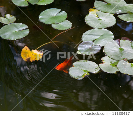 Close-up of a goldfish in a pond, Allan Gardens, Toronto, Ontari 11180417