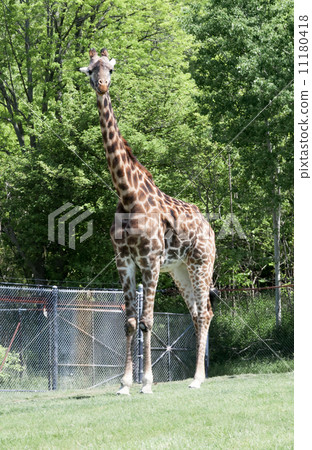 Giraffe (Giraffa camelopardalis) in a forest 11180418