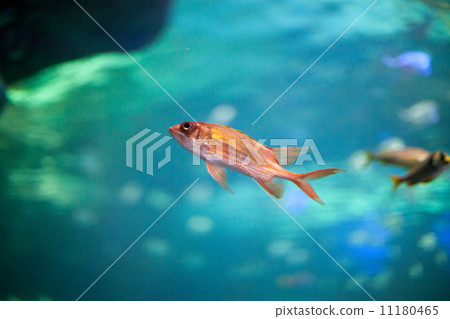 Fish in an aquarium 11180465