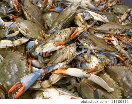 Crabs for sale in fish market 11180511