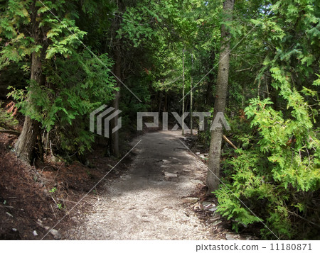 Trail passing through a forest, Tobermory, Ontario, Canada Trail passing through a forest, Tobermory, Ontario, Canada 11180871