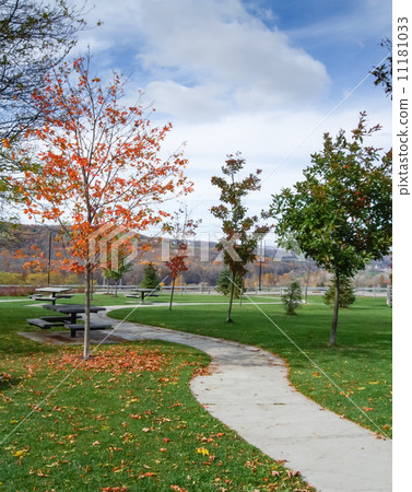 Autumn trees in a park 11181033