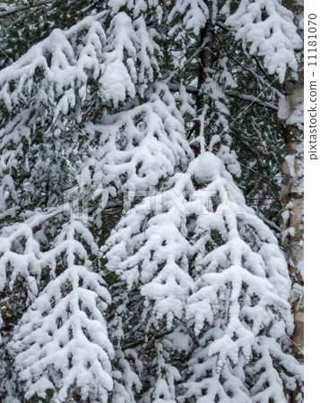 Snow covered trees, Orangeville, Dufferin County, Ontario, Canad Snow covered trees, Orangeville, Dufferin County, Ontario, Canad 11181070