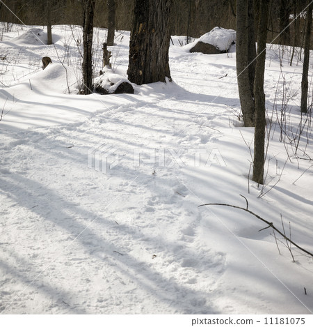 Trees in a snow covered landscape, Orangeville, Dufferin County, 11181075