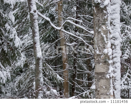Snow covered trees, Orangeville, Dufferin County, Ontario, Canad 11181456
