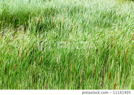 Tall grass in field, Tobermory, Ontario, Canada 11181495