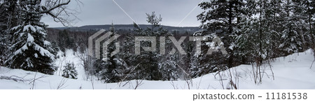 Trees in a forest, Orangeville, Dufferin County, Ontario, Canada 11181538