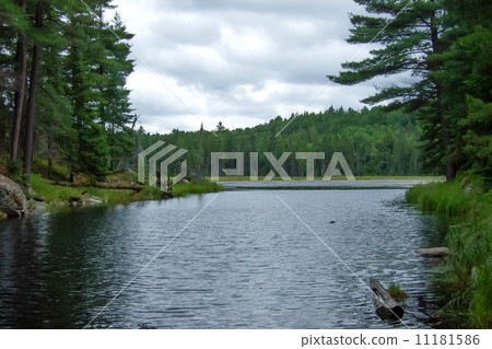 Trees along a bay, Georgian Bay, Tobermory, Ontario, Canada 11181586