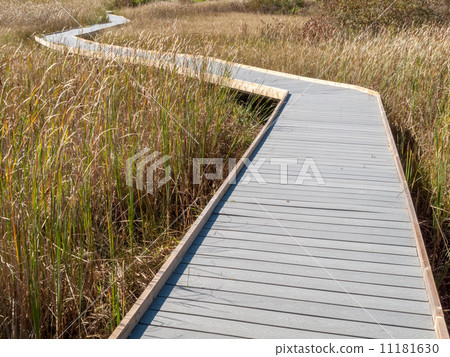 Boardwalk through marsh reeds 11181630