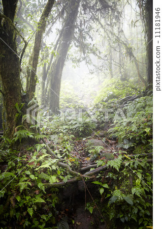 Trees in a forest, Costa Rica 11181946