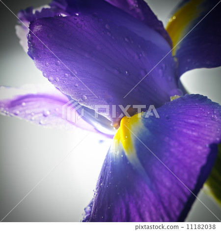 flower close-up isolated on a white background 11182038