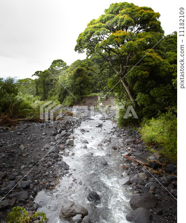 River flowing through a forest, Costa Rica 11182109
