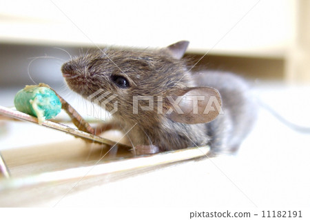 dead mouse in a trap dead mouse in a trap 11182191